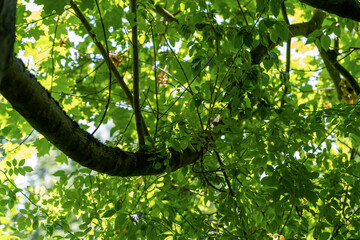 Fototapeta premium Green fresh leaf on tree isolated,against white sky.