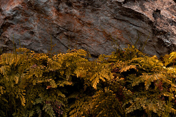 A stone wall growing in front of a yellow leaf plant