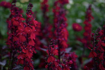beautiful red snapdragon flowers in the gardenor Compliment Deep Red cardinal flower - obrazy, fototapety, plakaty