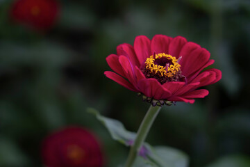 Common zinnia, close up details of the purple petals and colorful ring of bright yellow pollen