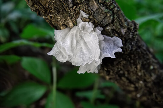 Tremella Fuciformis. Chinese Gelatinous Fungi.