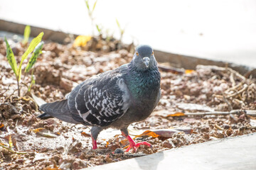 pigeon on the ground