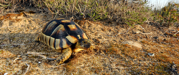 Marginated tortoise // Breitrandschildkröte (Testudo marginata) - Peloponnese, Greece