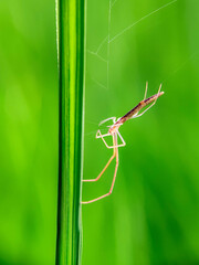Tetragnatha extensa
Spider