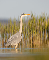 The great heron - Ardea cinerea - in spring at the shore of lagoon.