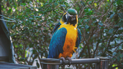 Yuen Po Bird Garden offers a glimps of the traditional culture of songbird keeping in the surroundings of a traditional Chinese garden.