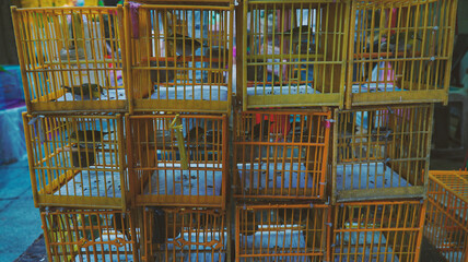 Yuen Po Bird Garden offers a glimps of the traditional culture of songbird keeping in the surroundings of a traditional Chinese garden.