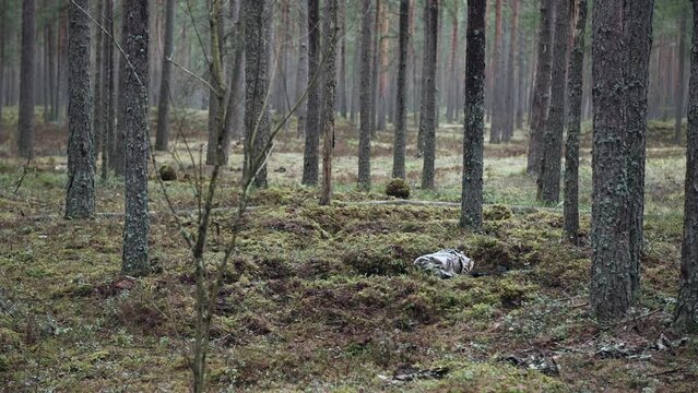 Soldiers prepare a trench in a pine forest. Preparing for the attack.