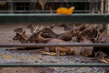 A collection of deer in captivity