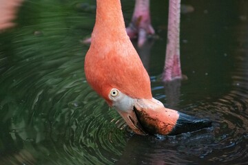 Closeup of a pink flamingo head drinking water