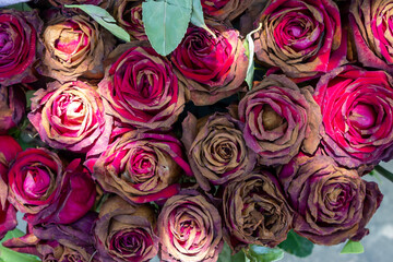 Withering red roses. Old roses