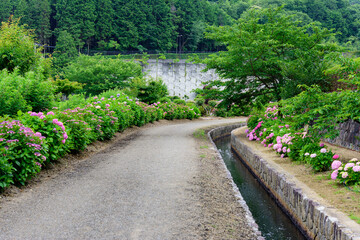 Fototapeta na wymiar 香川県丸亀市のやすらぎ公園のあじさい