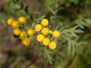 tansy close up