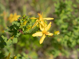 blooming St. John's wort
