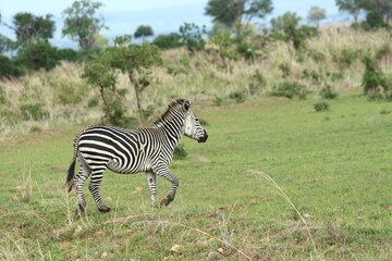 Obraz premium A lonely Zebra in Tanzania