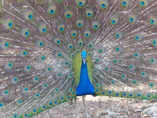 Obraz premium A beautiful peacock