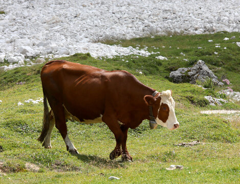 brown cow with white head Grazes the grass in the meadow while free grazing in the mountains