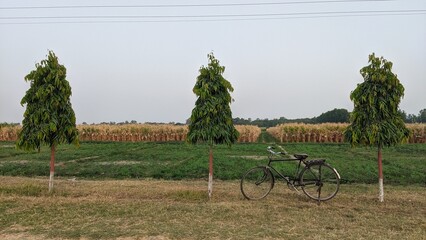 bicycle in a field