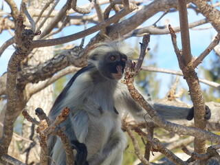 Monkeys in tree