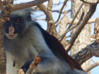 Monkeys in tree