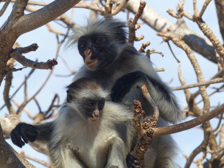 Monkeys in tree