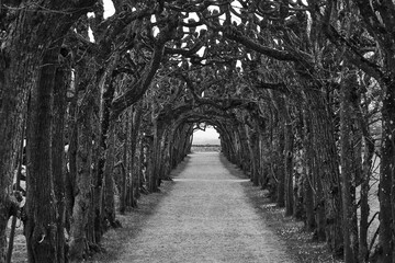 Fototapeta premium The Gate