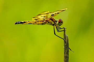 A female calico pennant perches on an old plant stalk.