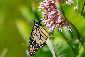 A monarch butterfly feeds on a common milkweed bloom in a meadow located in Waukesha County,...