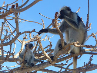 Monkeys in tree