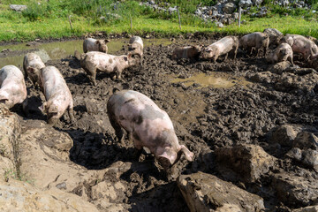 Schweine auf der Alp der Schweiz