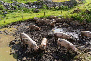 Schweine auf der Alp der Schweiz