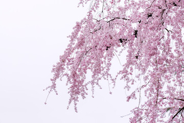 Obraz na płótnie Canvas ピンク色が綺麗な満開の桜の花