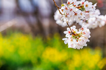 ピンク色が綺麗な満開の桜の花