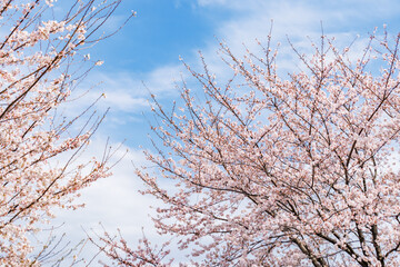 ピンク色が綺麗な満開の桜の花