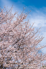 ピンク色が綺麗な満開の桜の花