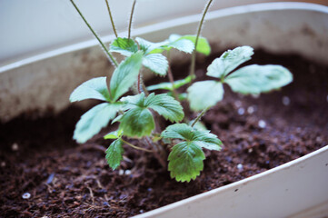 新芽を出そうとしているワイルドストロベリー