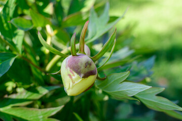 Bush with one small delicate yellow peony flower bud with small green leaves in a sunny spring day, beautiful outdoor floral background photographed with selective focus.