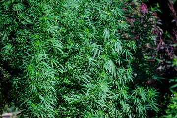 Close up of fresh green leaves of Artemisia absinthium, known as grand wormwood or absinthe, in a garden in a sunny spring day, background photographed with soft focus.