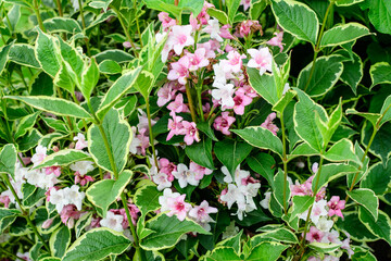 Obraz na płótnie Canvas Close up of vivid pink and white Weigela florida plant with flowers in full bloom in a garden in a sunny spring day, beautiful outdoor floral background photographed with soft focus.