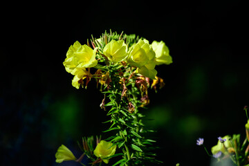 Many vivid yellow flowers and green leaves of Oenothera plant, commonly known as evening primrose, suncups or sundrops, in a garden in a sunny summer day, beautiful outdoor floral background .
