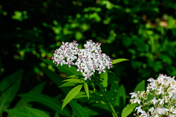 Many delicate small white flowers of Sambucus ebulus plant, known as danewort, dane weed, danesblood, dwarf elder, walewort, elderberry,elderwort or blood hilder, in a forest in a sunny summer day.