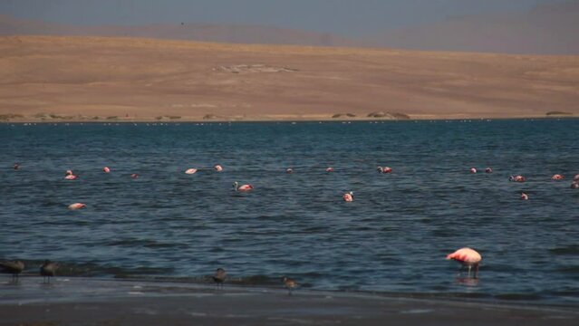 Pink Flamingos in the ocean in Paracas, Peru