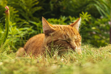 schlafende rote Hauskatze