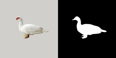 photo of duck with alpha channel for diecut