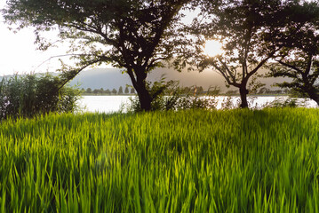 滋賀県草津市　平湖と田園の夕景
