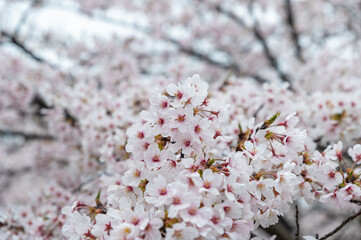 桜の咲く春