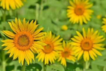ヒマワリの花（Sunflower）