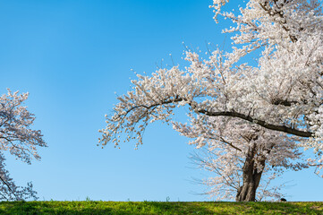 桜と青空