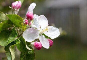 Fototapeta na wymiar Flowers on an apple tree in spring.