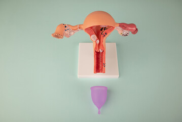 mockup of female reproductive system and pink menstrual cup on blue background. Concept of a...